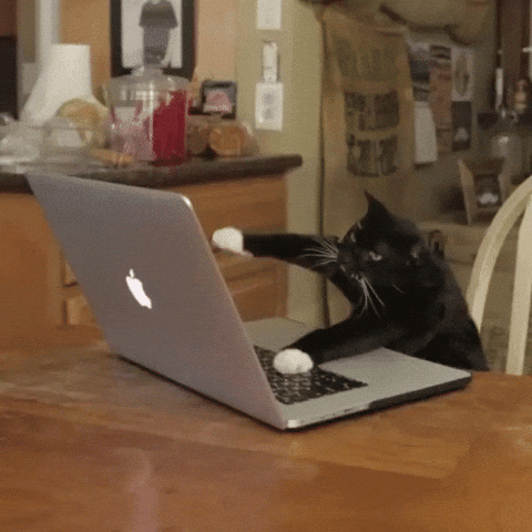 cat working